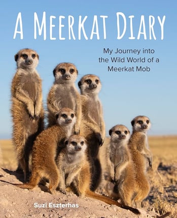 A Meerkat Diary